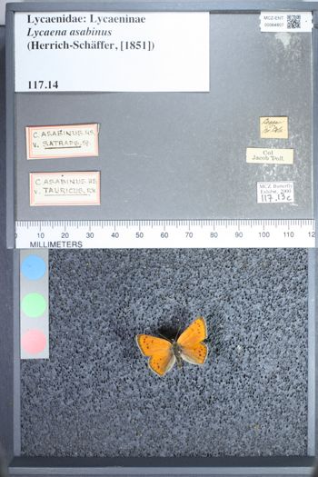 Media type: image;   Entomology 64807